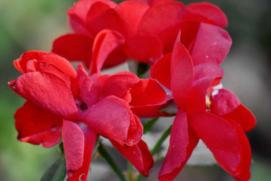 red, flower, leaf, plant, garden, flora 