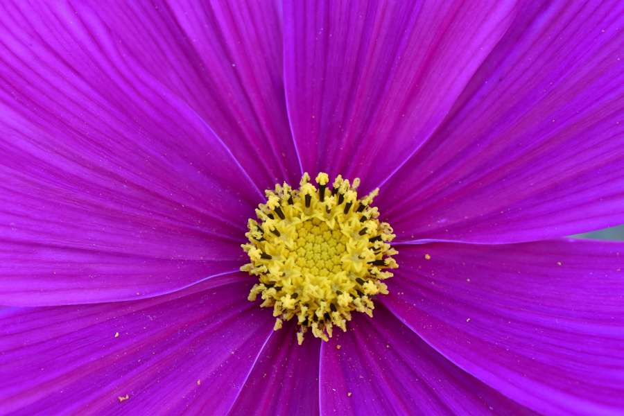 macro, planta, natureza, flor, flora, brilhante