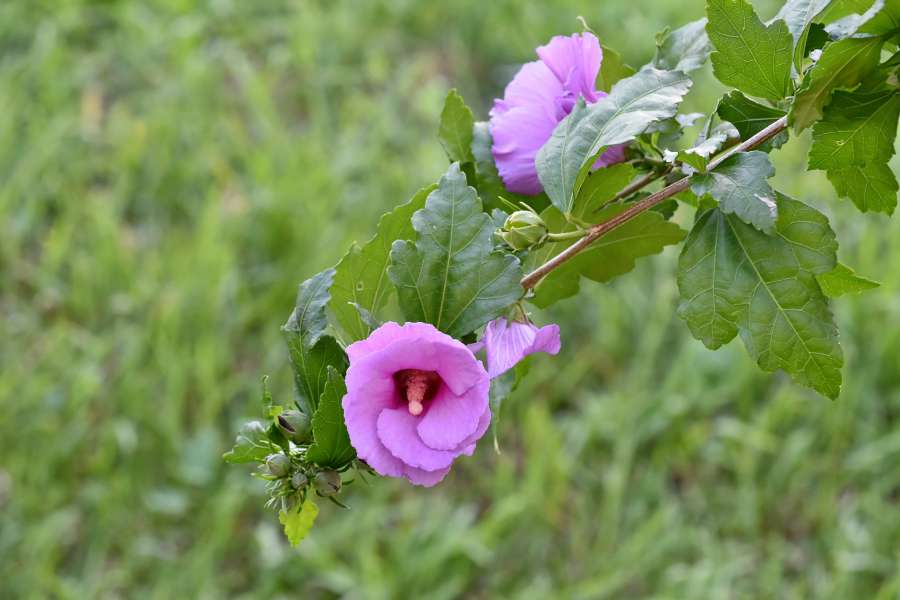 branch, ecology, flower, meadow, purplish 