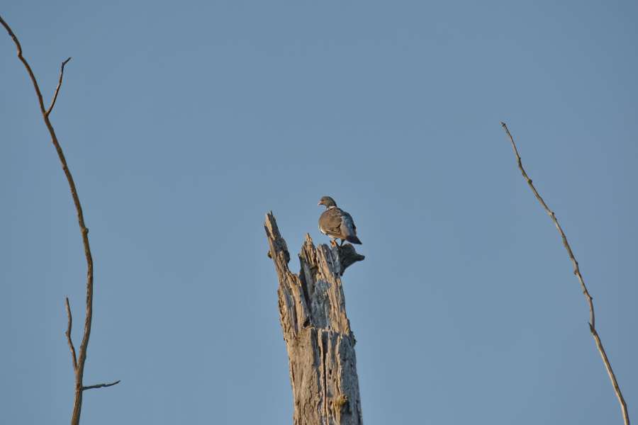 migration, natural habitat, pigeon 