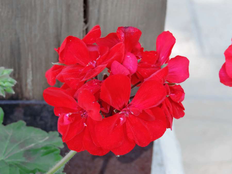 petal, geranium, flower, summer, herb, plant 