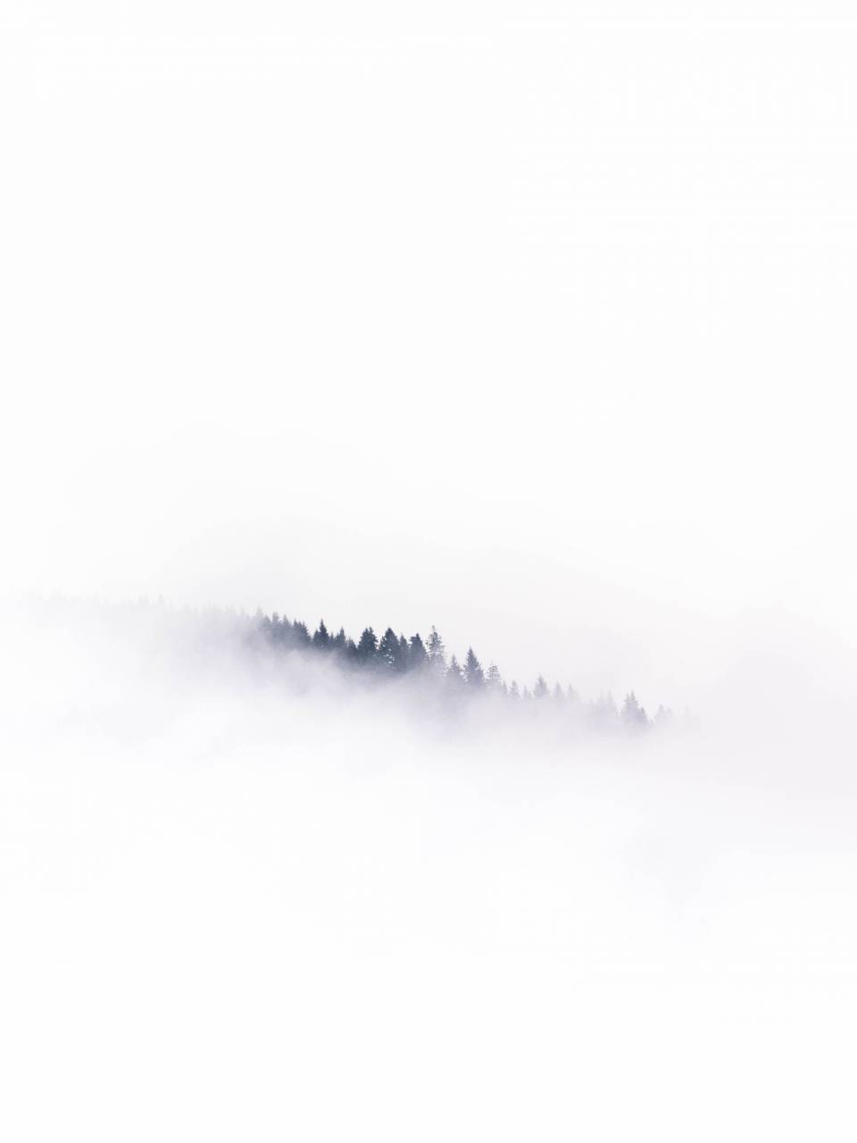 paisaje, niebla, niebla, naturaleza, bosque, árbol, pino, brumoso, temporada, fondo, medio ambiente, natural, paisaje, montaña, clima, viaje, misterioso, explorar, invierno,
