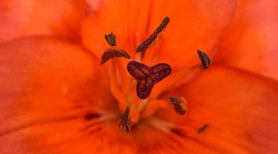 beautiful photo, detail, lily, macro, pistil 
