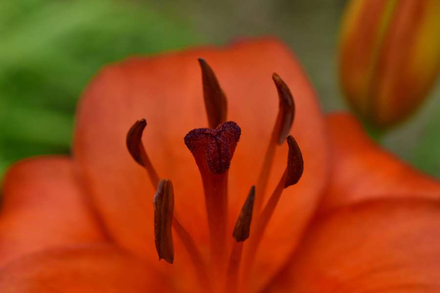 close-up, lily, macro, pistil, pollen, leaf 