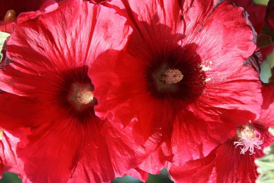 petals, pistil, red, pollen, flora, nature 