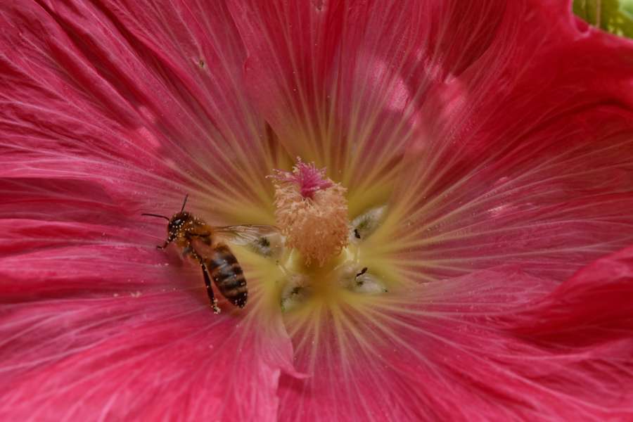 ecology, honeybee, insect, metamorphosis 