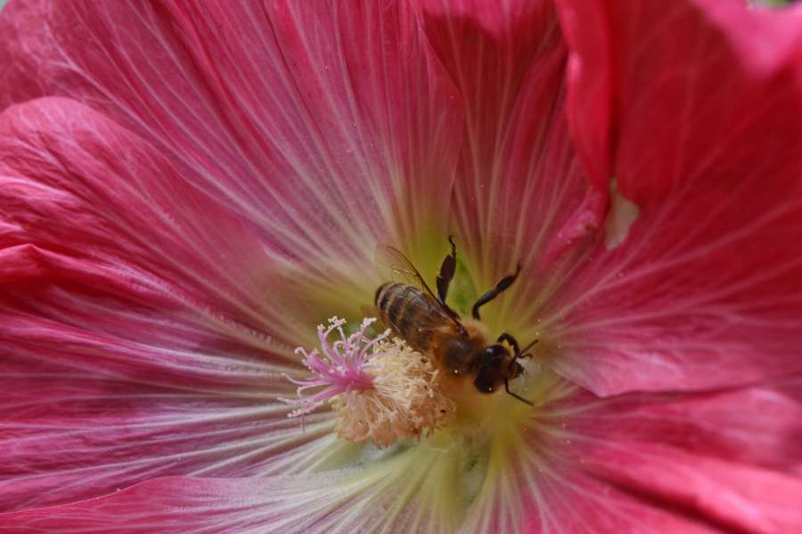 bee, pollinator, spring time, pollen, flower 