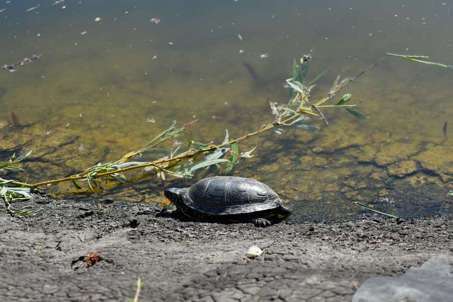 wildlife, water, reptile, nature, turtle 