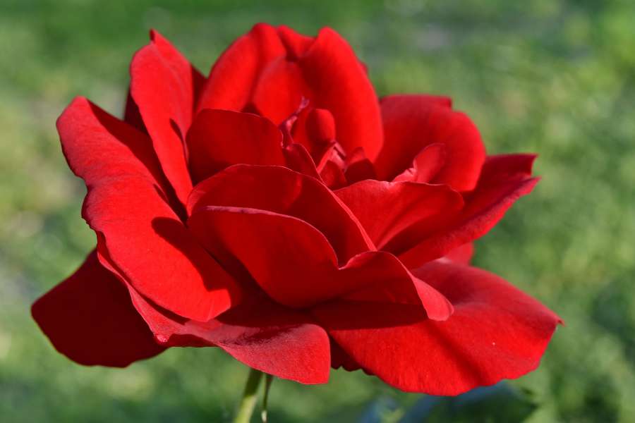 horticulture, roses, rose, plant, petal 