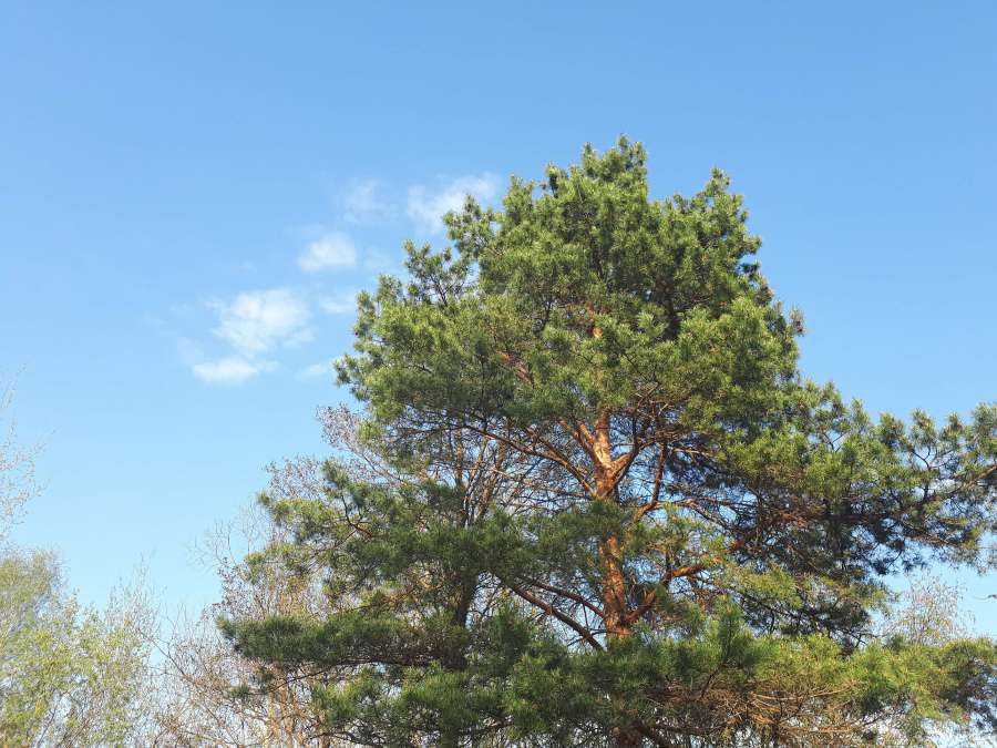 branches, conifers, trees, blue sky, tree 