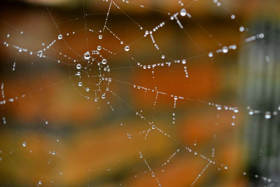 moisture, raindrop, transparent, trap 