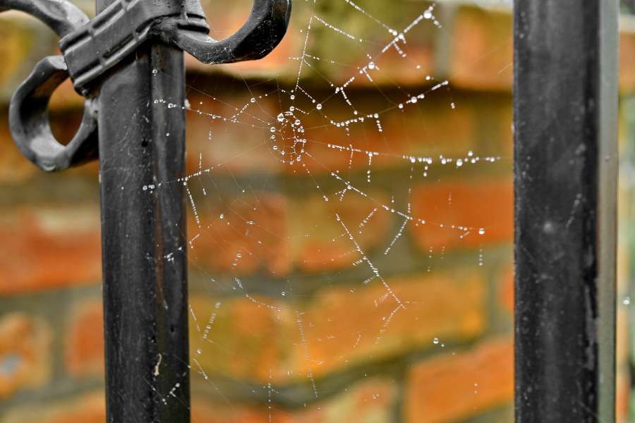 trap, cobweb, spider web, iron, nature 