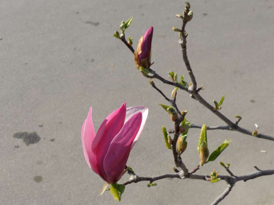 branches, magnolia, spring time, petal 