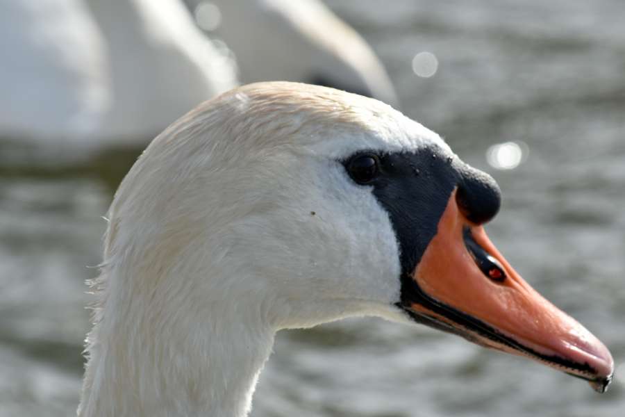 wildlife, waterfowl, aquatic bird, nature 