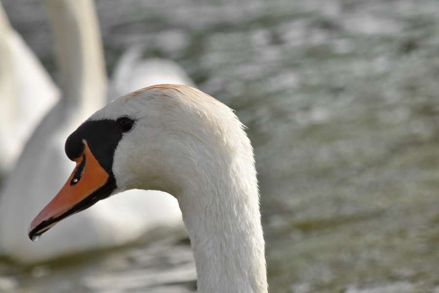 waterfowl, swan, wildlife, bird, water 