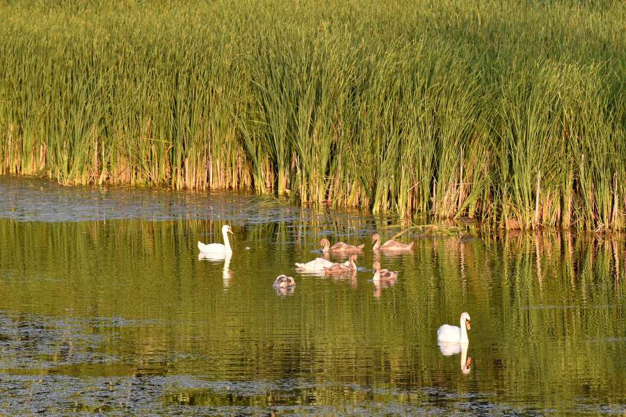 bird family, marshland, swamp, swan 