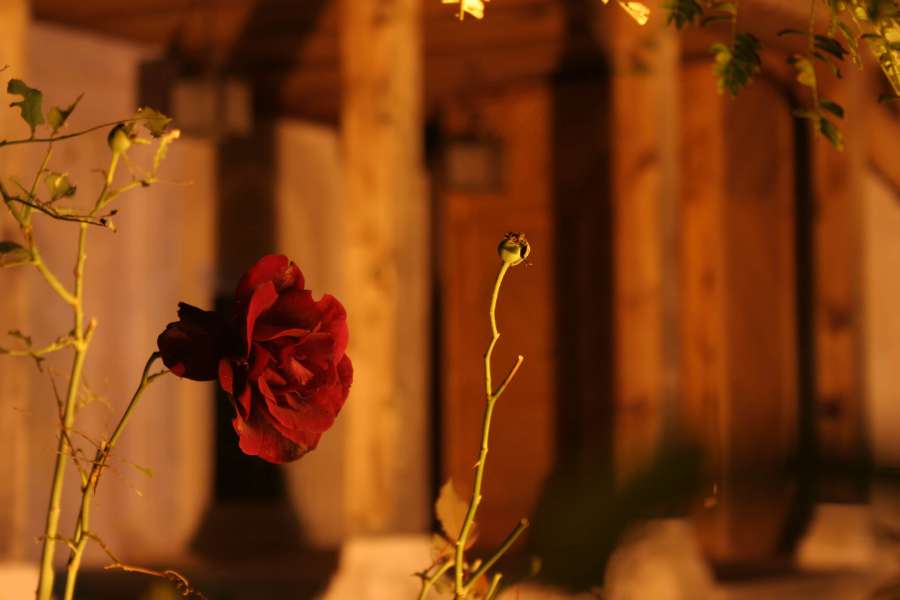 branch, hip, rose, sunset, thorn, flower 