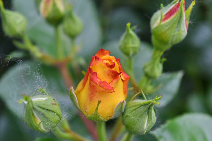 fair weather, flower garden, petals 