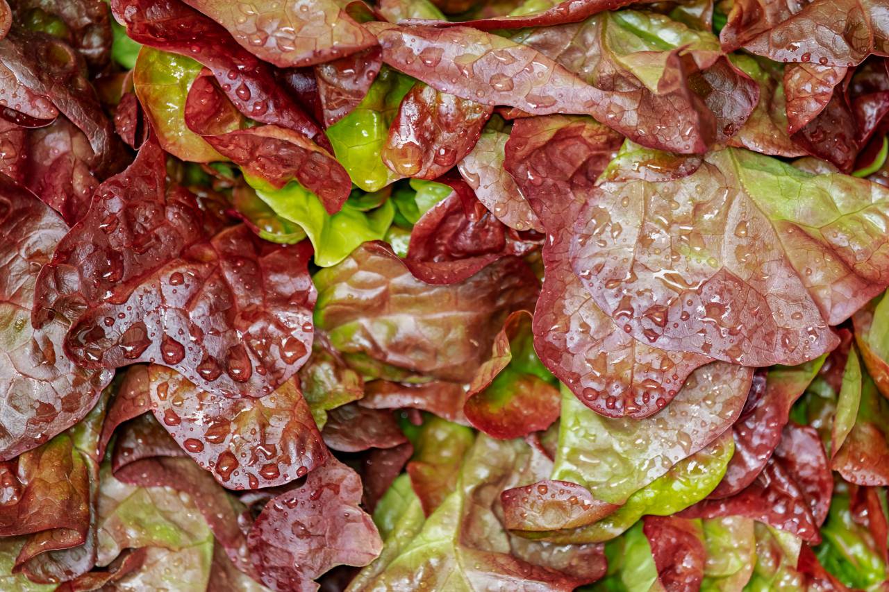 nature, vegetable, summer, shot, hearts, vegetarian, organic, macro, green, ingredient, wet, health, vegan, eating, leaf, produce, food, healthy, purple, garden, mixed, salad, raw, full frame, freshness, nutritious, white, nobody, group, romain, fiber, xanadu, natural, lettuce, benefits, vitamin, market, romaine, water drop, closeup, background, plant, supper market, colorful, object, fresh, 