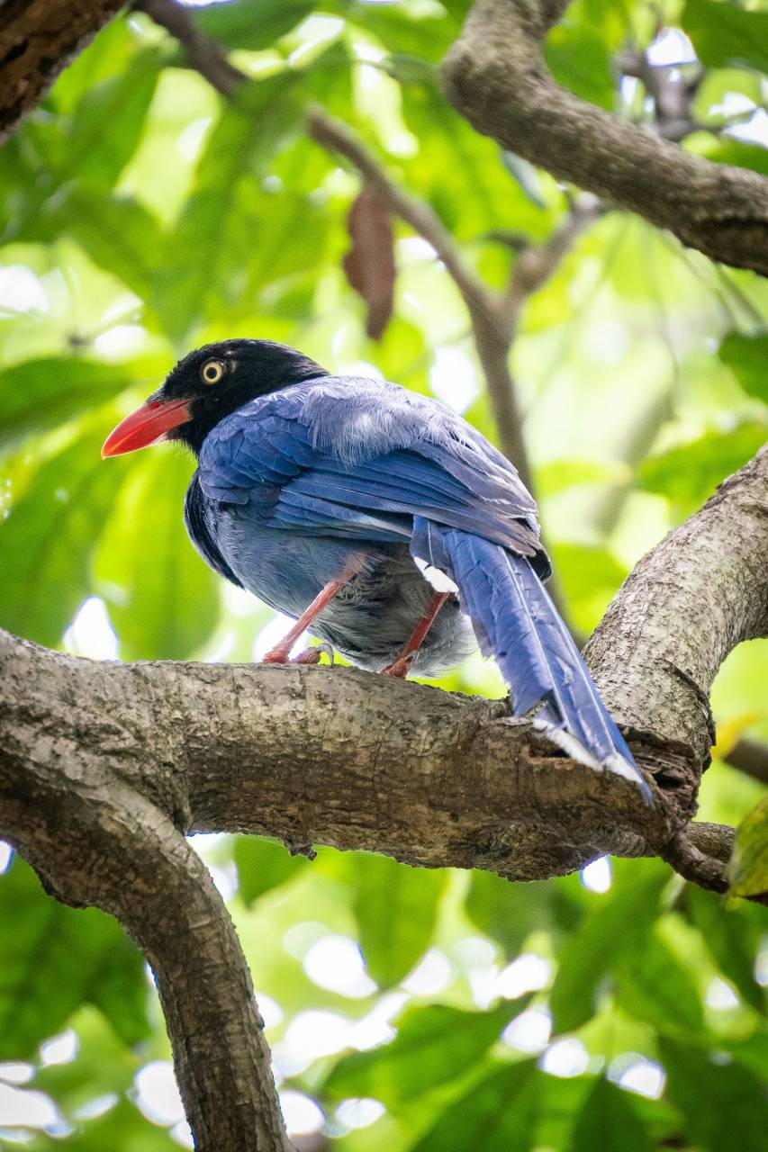 Blue, Magpie, Perched, Branch, Natural Habitat, Bird, One Animal, Tropical, 