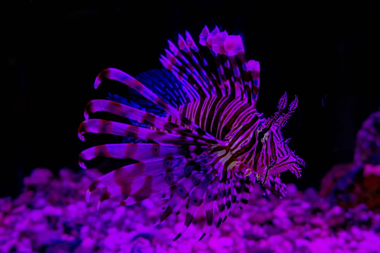 lionfish, nature, wildlife, fish, sea, underwater, water, coral, marine, tropical, reef, ocean, animal, exotic, aquatic, aquarium, scuba, red, wild, life, background, beautiful, colorful, coral reef, diving, environment, blue, red sea, travel, zebra fish, beauty, dive, dangerous, lionfish warrior, scuba diving, swimming, scorpaenidae, undersea, swim, natural, drawing, home reef, art, pet, snorkeling, tropical fish, wildlife underwater, 