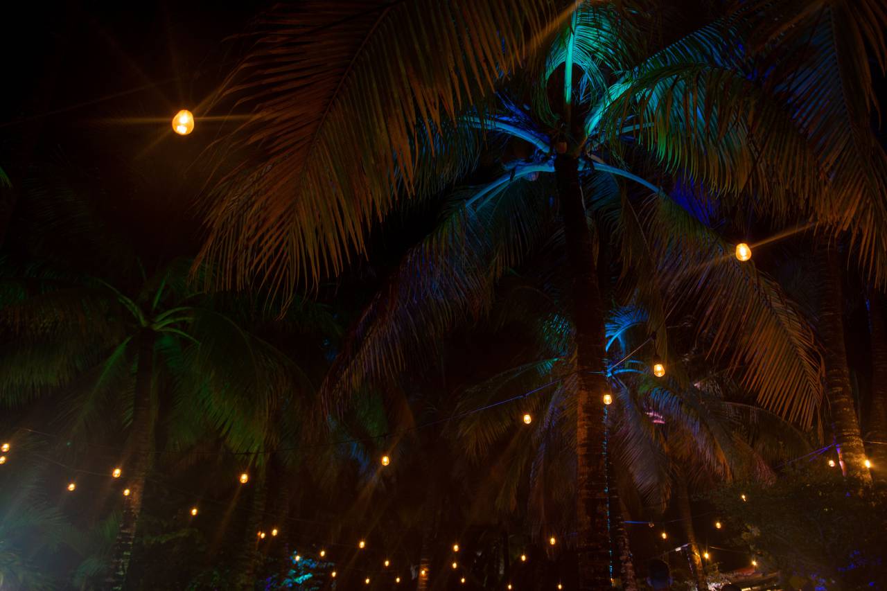 tropical, night, background, tree, palm, nature, summer, silhouette, beautiful, travel, light, dark, exotic, design, vacation, abstract, romantic, pattern, palm tree, black, scene, wallpaper, decoration, tropic, vintage, texture, branch, shadow, 