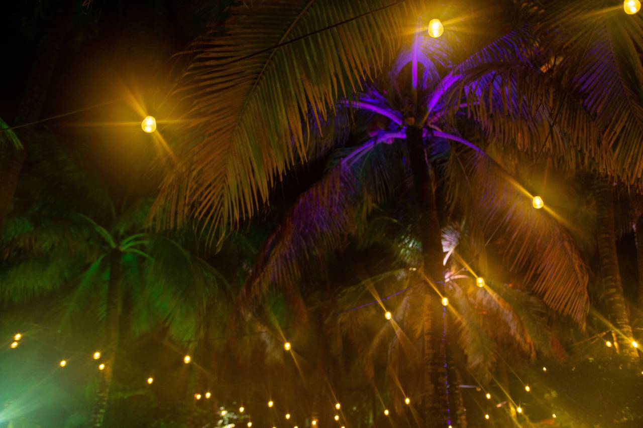 tropical, night, background, tree, palm, nature, summer, silhouette, beautiful, travel, light, dark, exotic, design, vacation, abstract, romantic, pattern, palm tree, black, scene, wallpaper, decoration, tropic, vintage, texture, branch, shadow, 