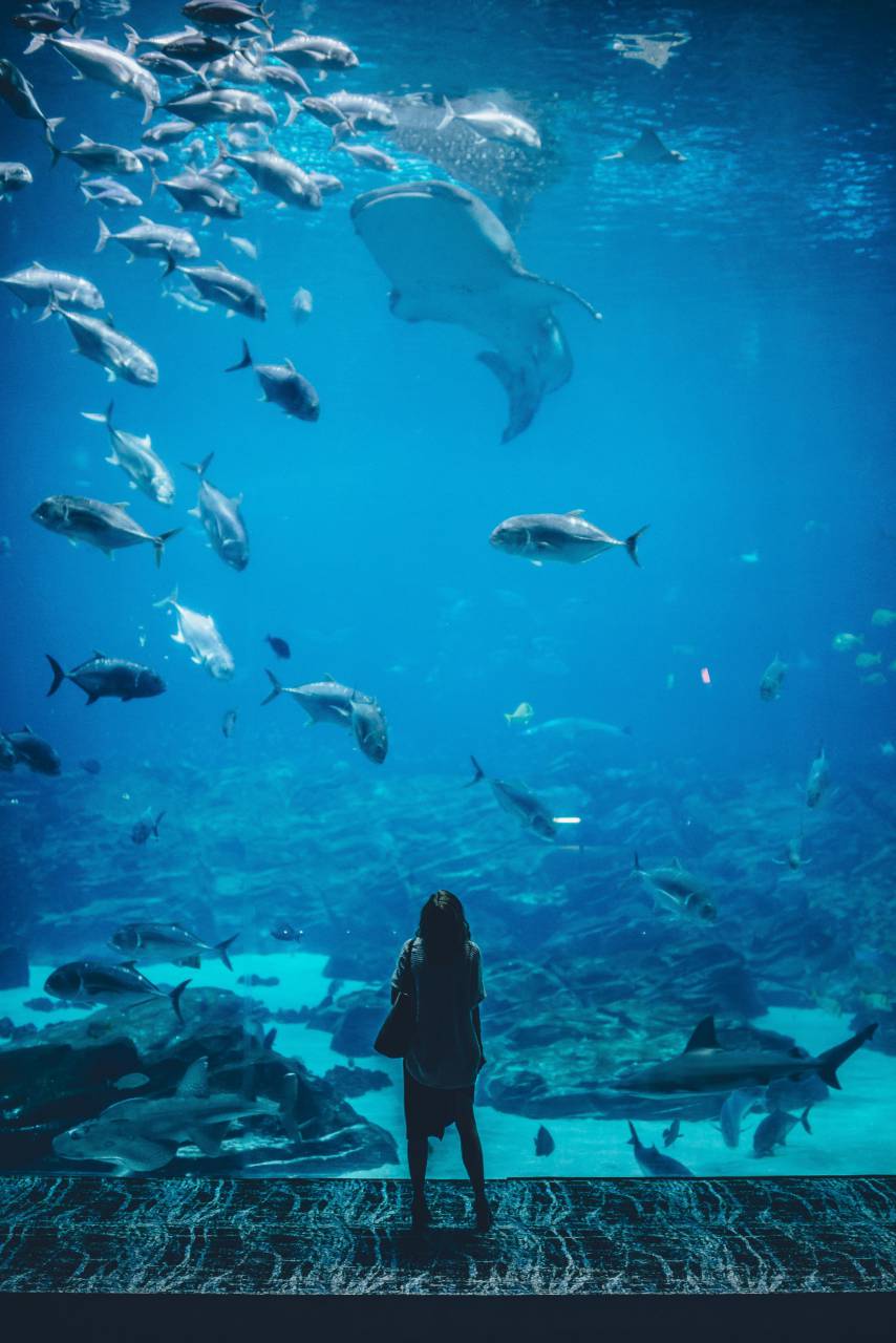 woman, aquarium, fish, wonder, gaze, ocean, marine, underwater, blue, tank, sea, water, viewing, curious, peaceful, glass, aquatic, nature, exploration, observation, 