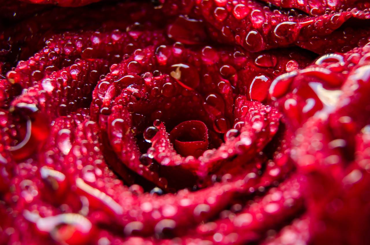 Macro, Detail, Red, Rose, Petals, Close-up, Floral, Texture, Nature, Soft, Vibrant, Bloom, Velvet, Delicate, Elegant, 