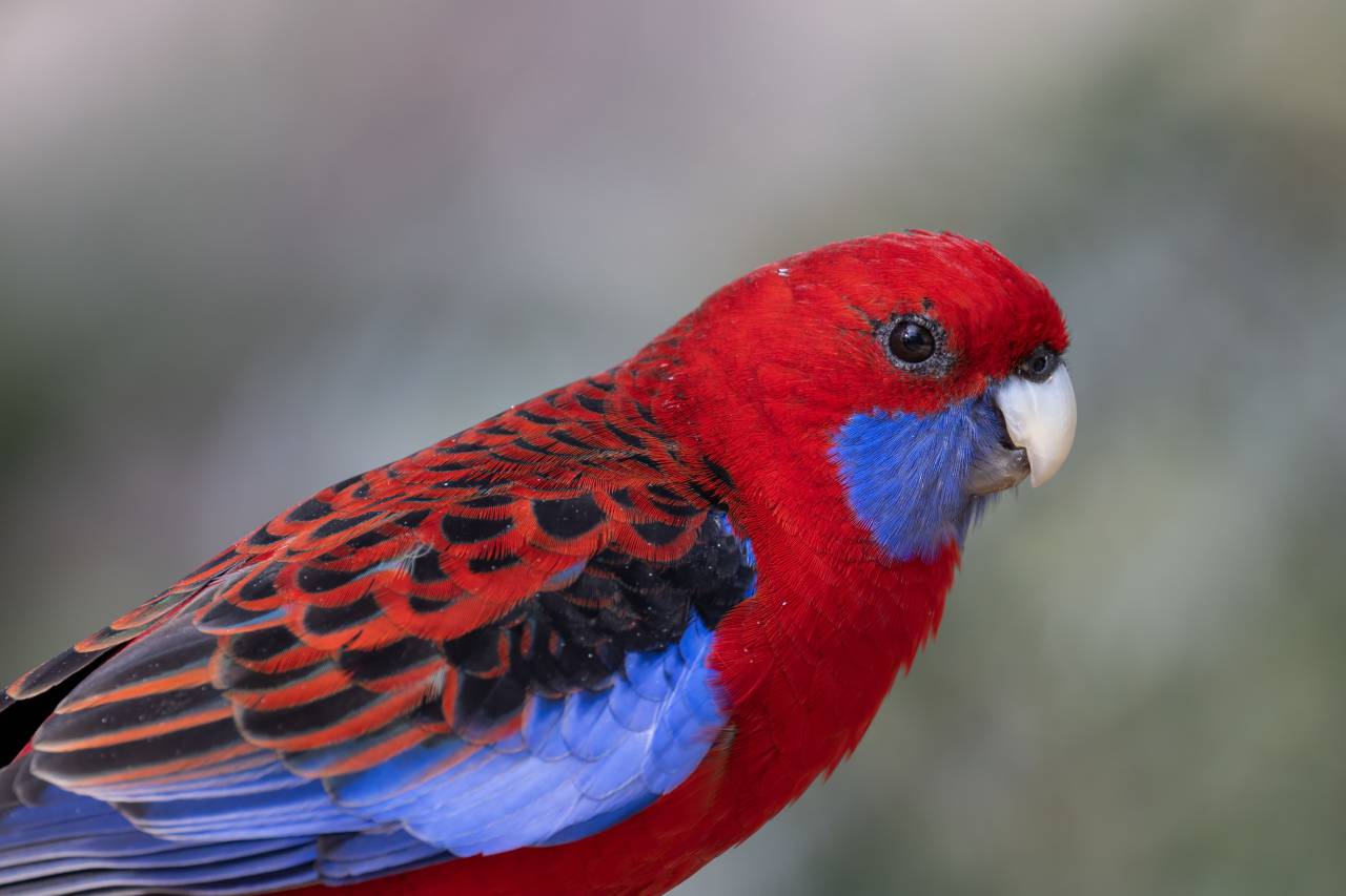 Parrot, Platycercus, Colorful, Portrait, Bird, Feathers, Exotic, Wildlife, Beak, Vibrant, Nature, Tropical, Perched, Bright, 
