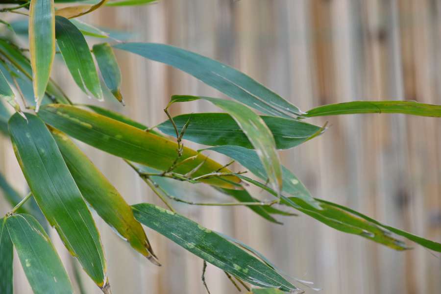 bamboo, green leaves, spring time, plant 