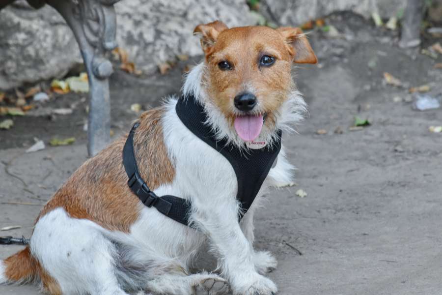 dog, light brown, animal, breed, hunting dog 
