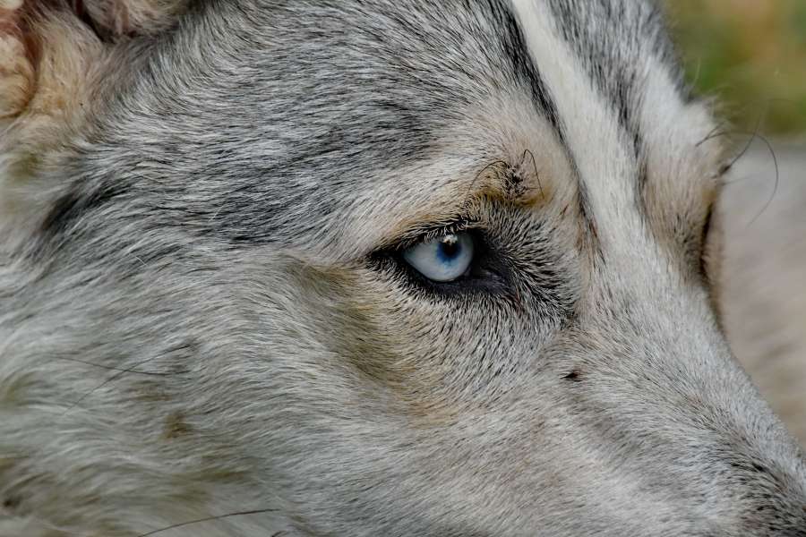 bella imagen, primer plano, detalles, ojo