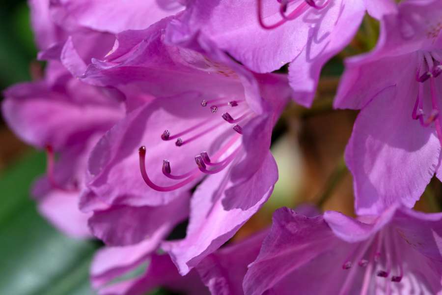 pink, nature, plant, flower, garden, flora 