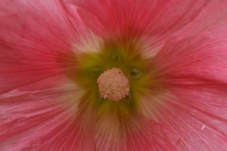 nectar, pink, pollination, plant, nature 