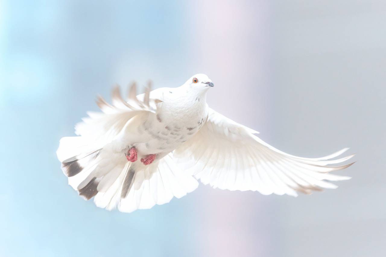 Paloma,animal,la naturaleza,pluma,pico,vuelo,paloma,close-up,al aire libre,animales salvajes,gaviota,paloma,pájaro,azul,un animal,libertad,