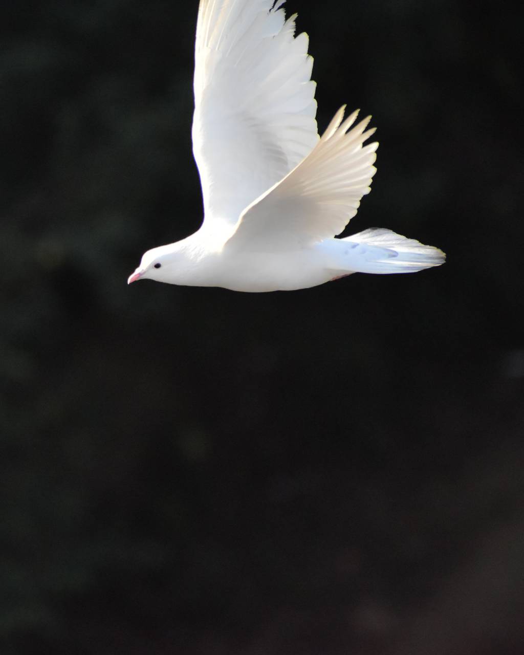 Paloma,animal,la naturaleza,vuelo,pico,plumas,al aire libre,animales salvajes,close-up,gaviota,un animal,