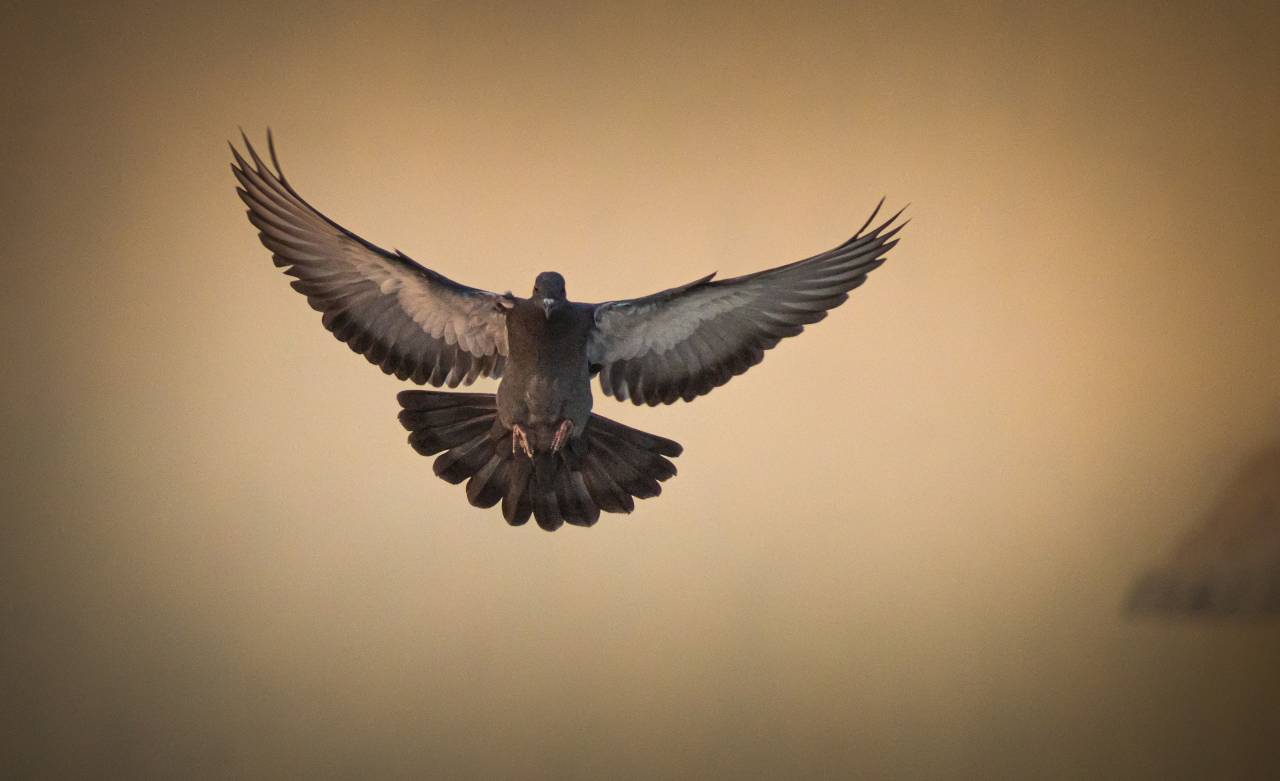 Paloma,vuelo,animal,la naturaleza,los animales salvajes,pluma,pico,animal ala,