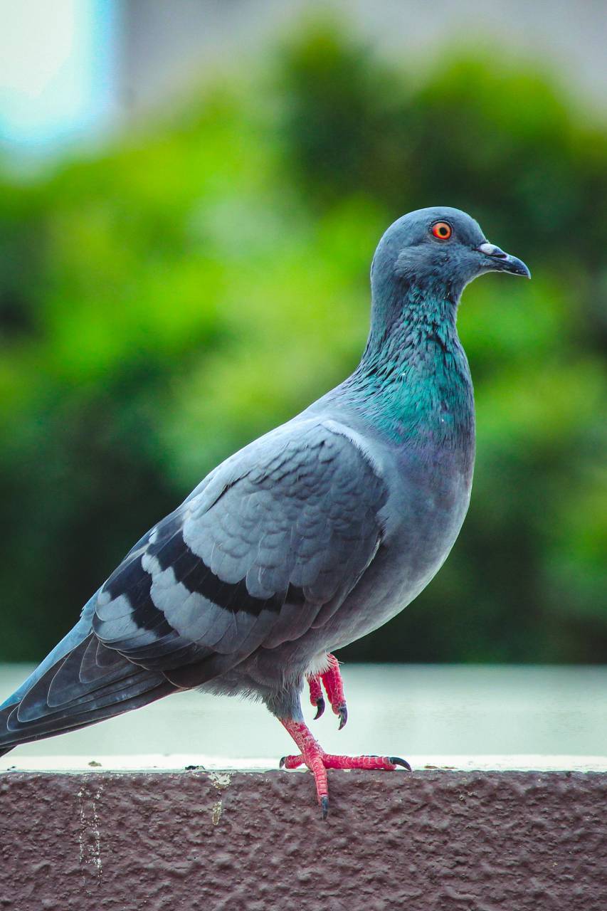 pigeon,animal,beak,nature,feather,outdoors,animals in the wild,close-up,pigeon,one animal,dove,bird,blue, 