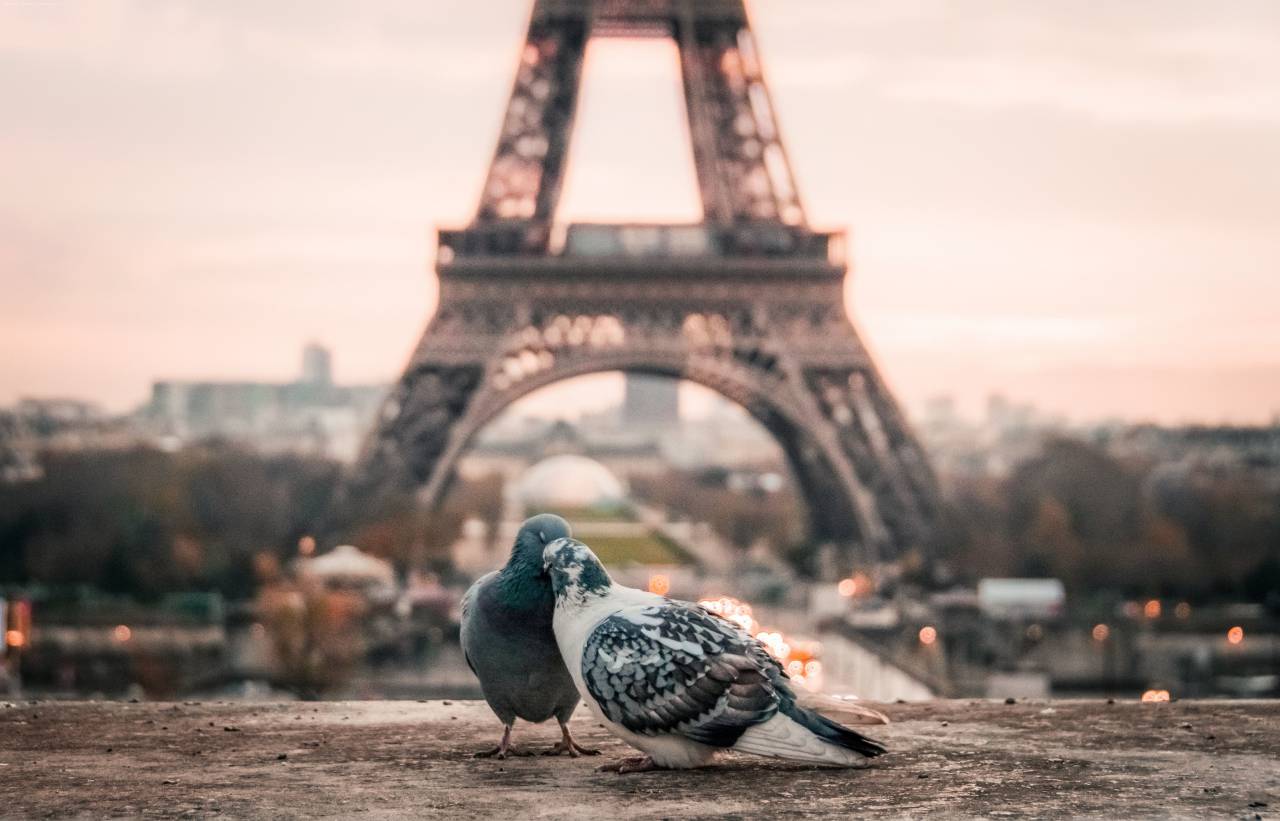 pigeon,famous place,animal,outdoors,architecture,cityscape,nature,pigeon,city life, 