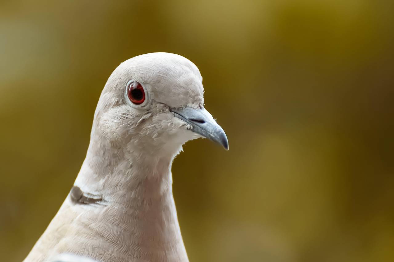 pigeon,animal,nature,beak,close-up,feather,animals in the wild,outdoors,one animal,seagull,animal head,focus on foreground, 