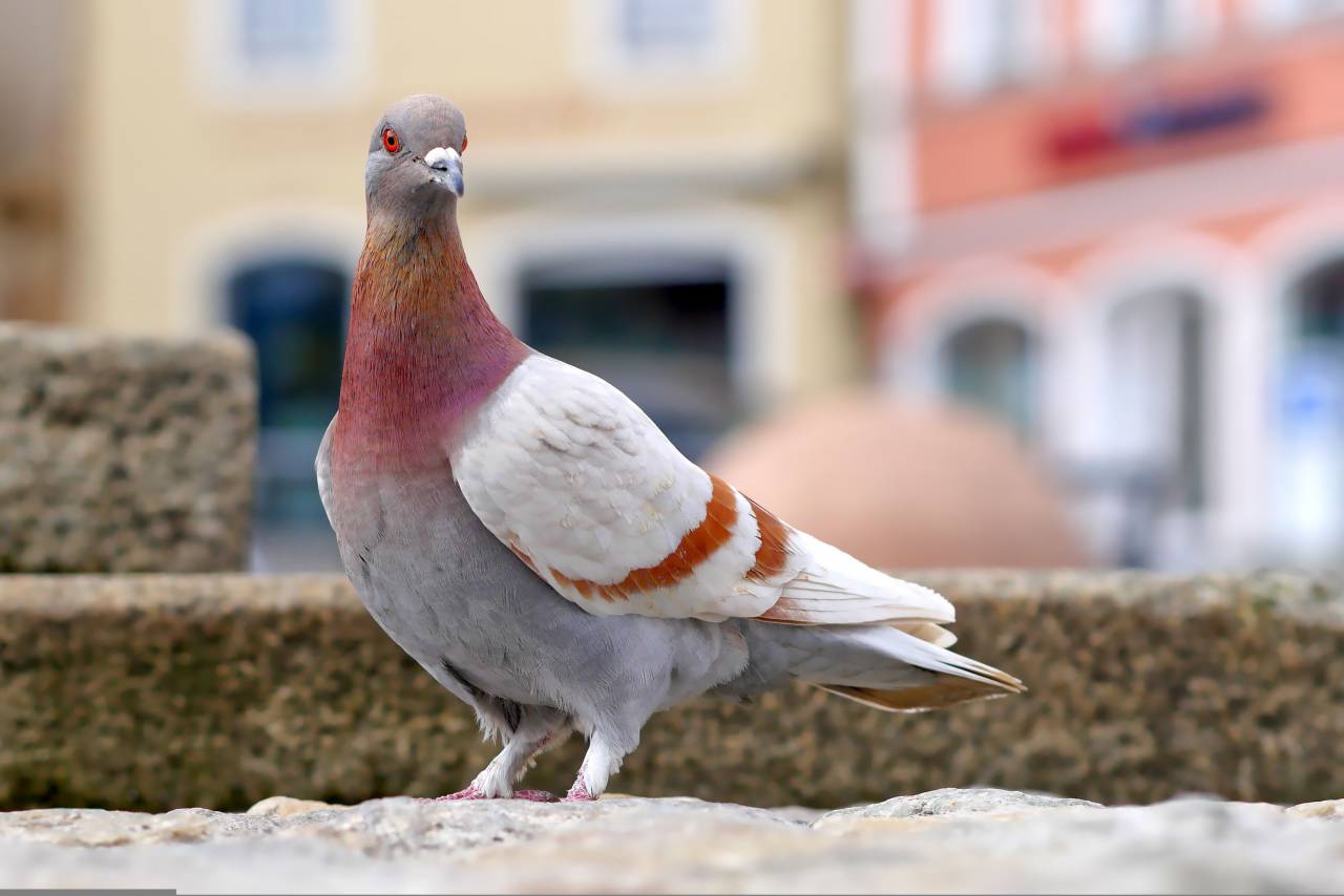 pigeon,animal,beak,nature,outdoors,feather,close-up,animals in the wild,multi colored,pets,one animal,pigeon, 