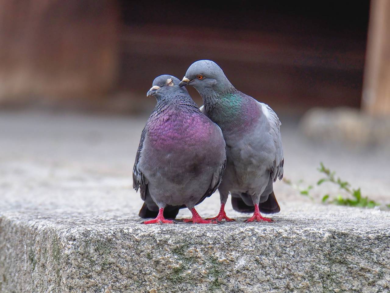 pigeon,animal,beak,nature,pigeon,feather,outdoors,close-up,animals in the wild,dove,bird, 