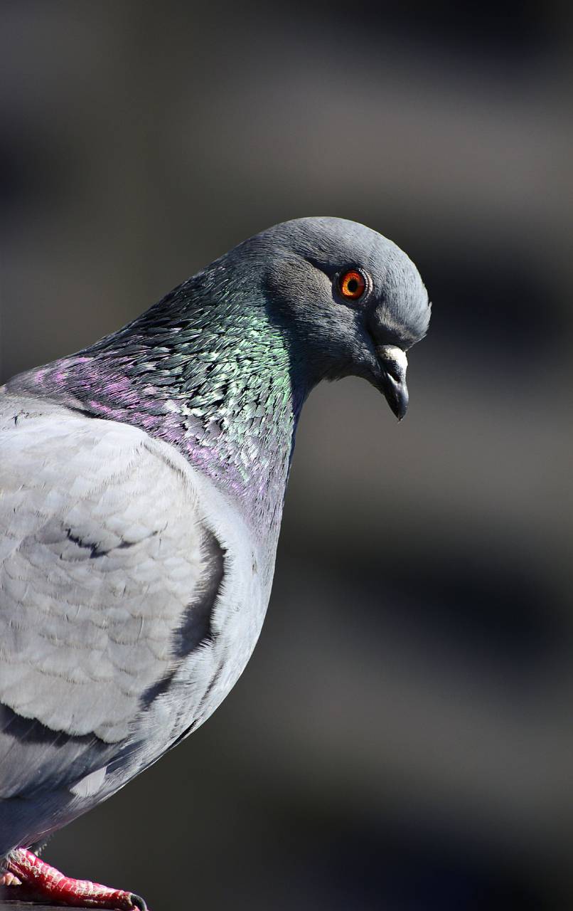 Paloma,animal,pico,pluma,close-up,la naturaleza,multi color,animales salvajes,un animal,ojo animal,al aire libre,cabeza de animal,paloma,azul