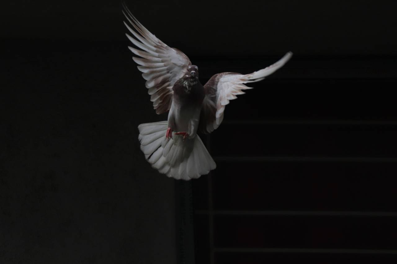 pigeon,animal,flying,feather,nature,beak,pigeon,animals in the wild,close-up,animal wing,outdoors,seagull,one animal, 