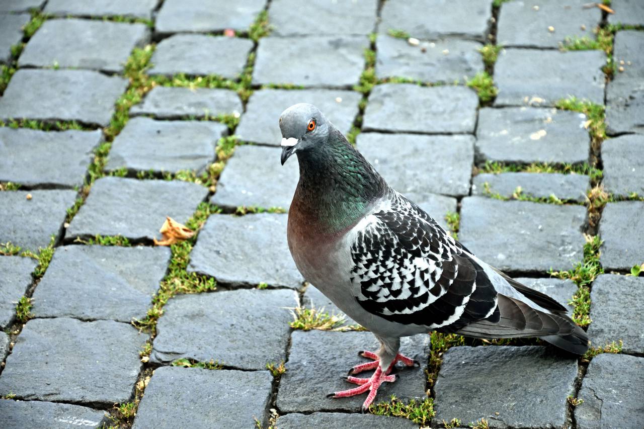Paloma,animal,paloma,al aire libre,pico,la naturaleza,plumas,paloma,pájaro,animales salvajes,más cerca,