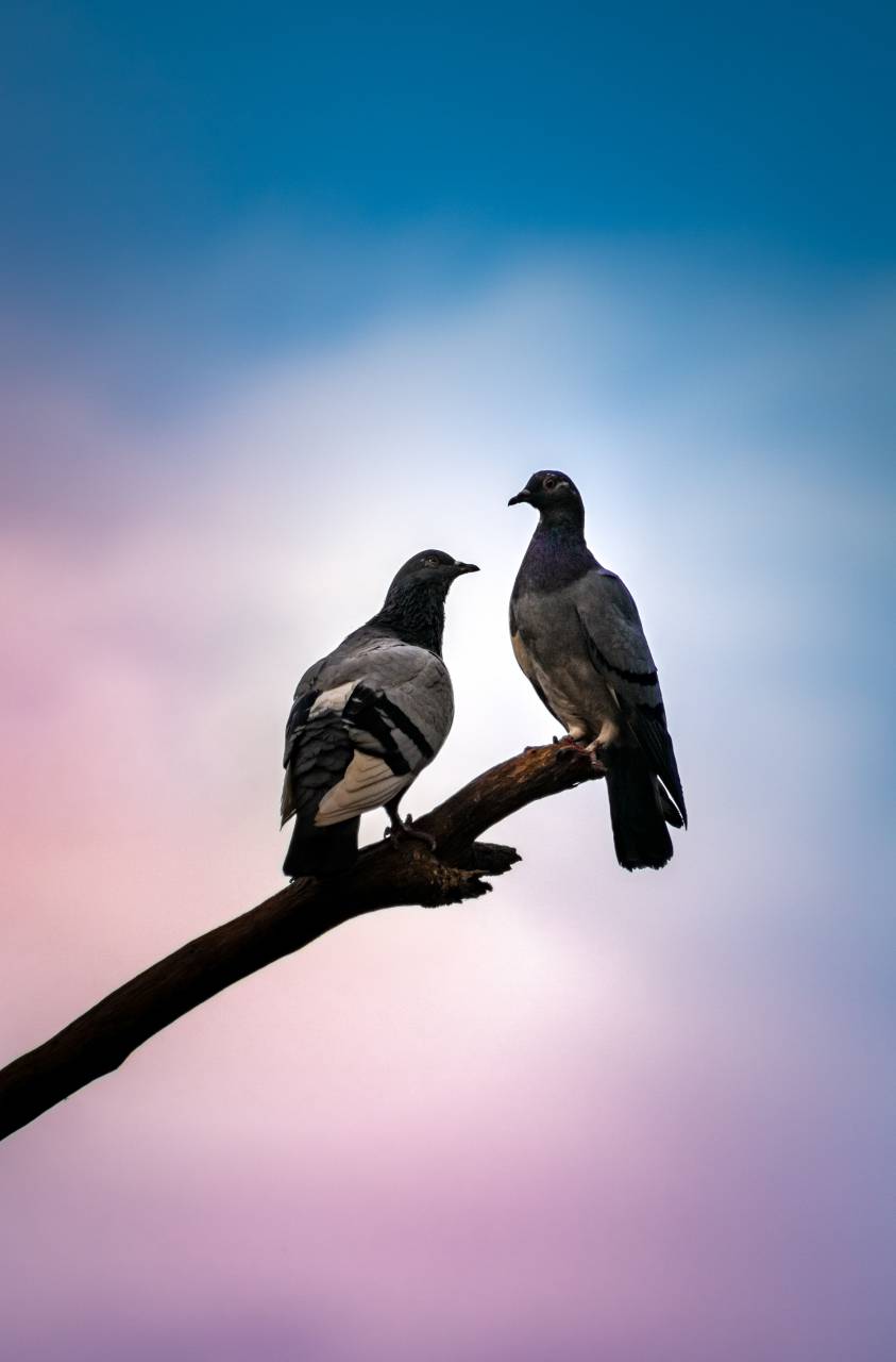 pigeon,nature,animal,animals in the wild,beak,outdoors,feather,branch,perching,close-up, 