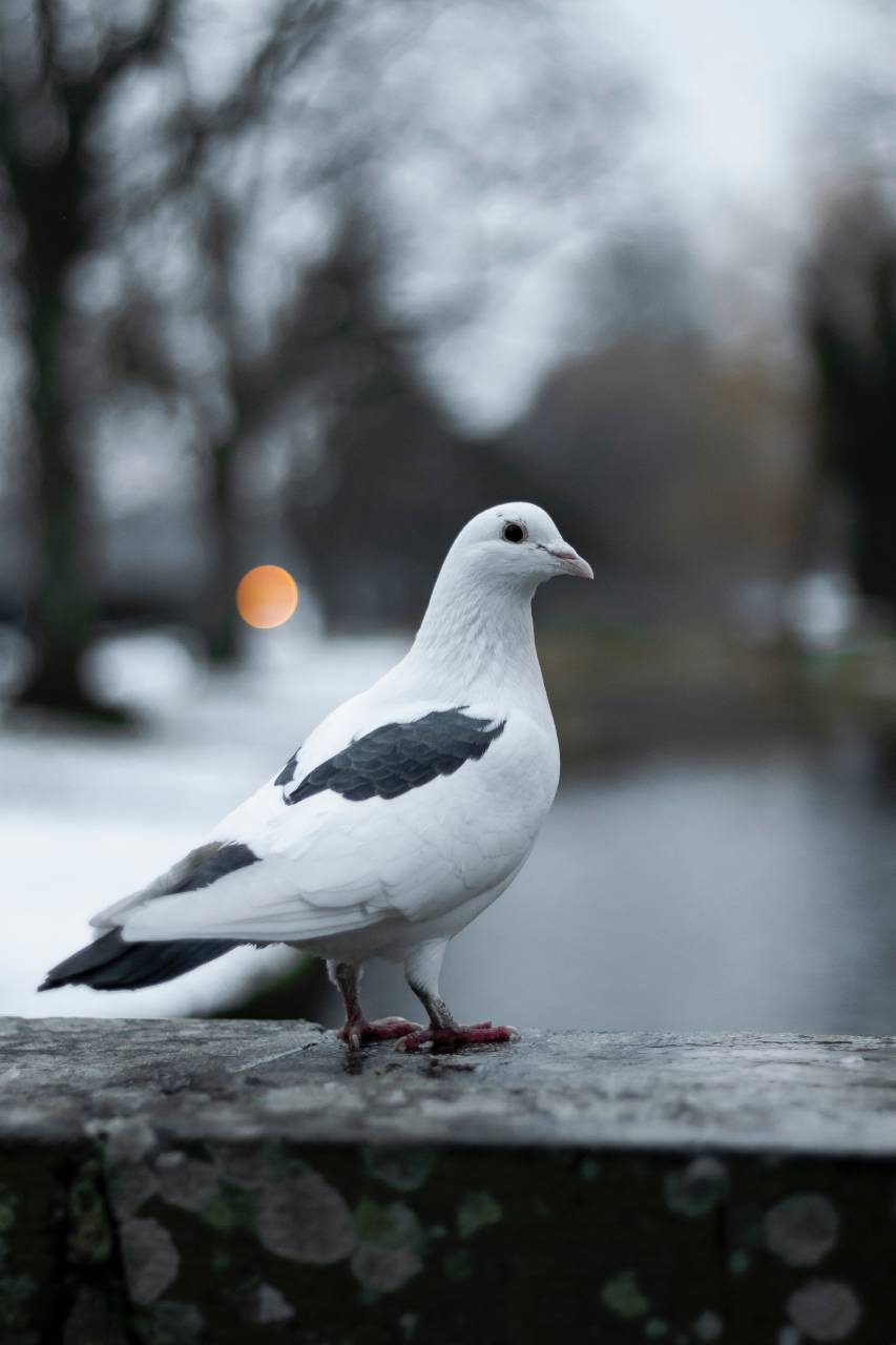 Paloma,animal,la naturaleza,al aire libre,pico,animales salvajes,gaviota,plumas,un animal,agua,close-up,aves marinas,