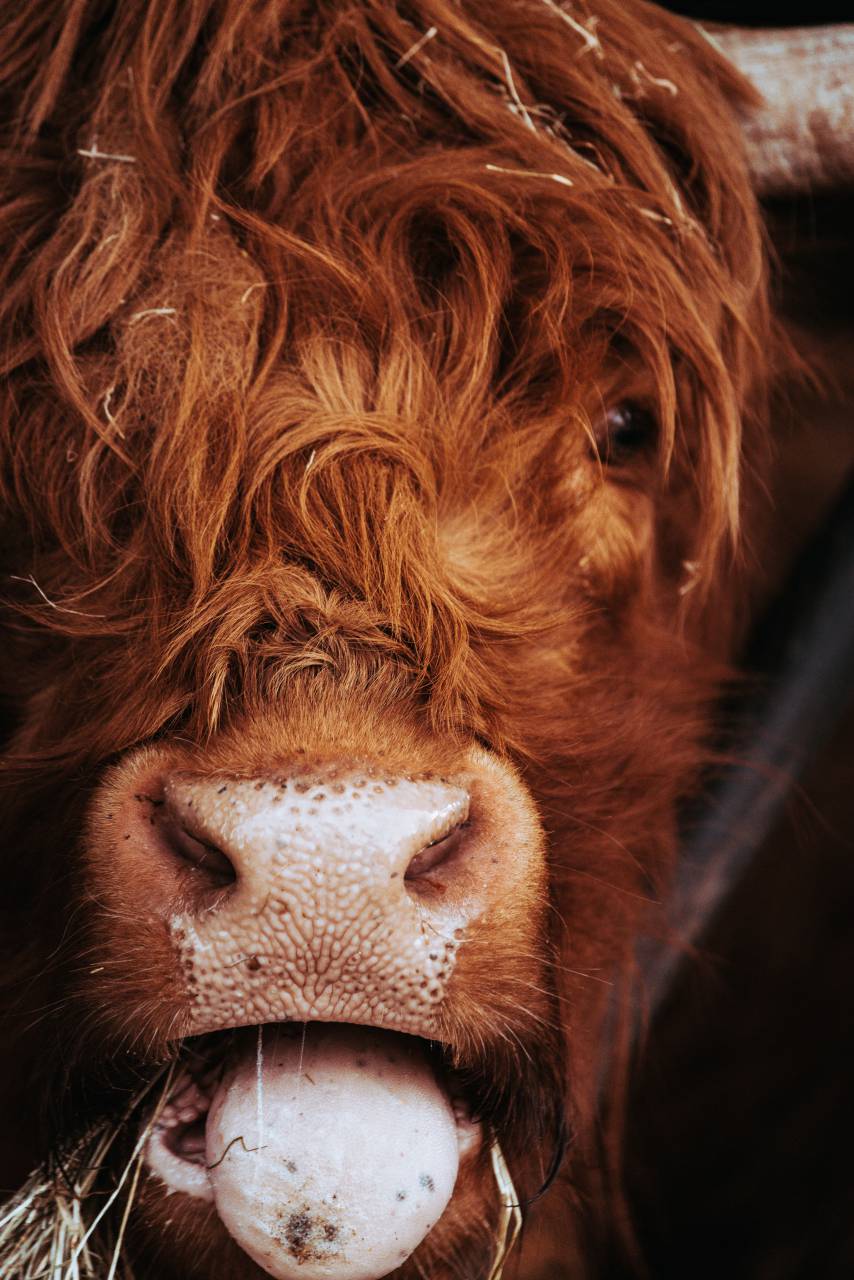 cattle, animal, grass, farm, mammal, nature, brown, cow, livestock, rural, bull, field, grazing, green, meadow, pasture, agriculture, landscape, farming, outdoor, countryside, beef, bos taurus, europe, cows, herd, black, meat, taurus, milk, bos, wildlife, wild, outdoors, grassland, beautiful, open mouth, breed, horns, country, scotland, graze, ranch, natural, food, ox, background, horn, white, eating, 
