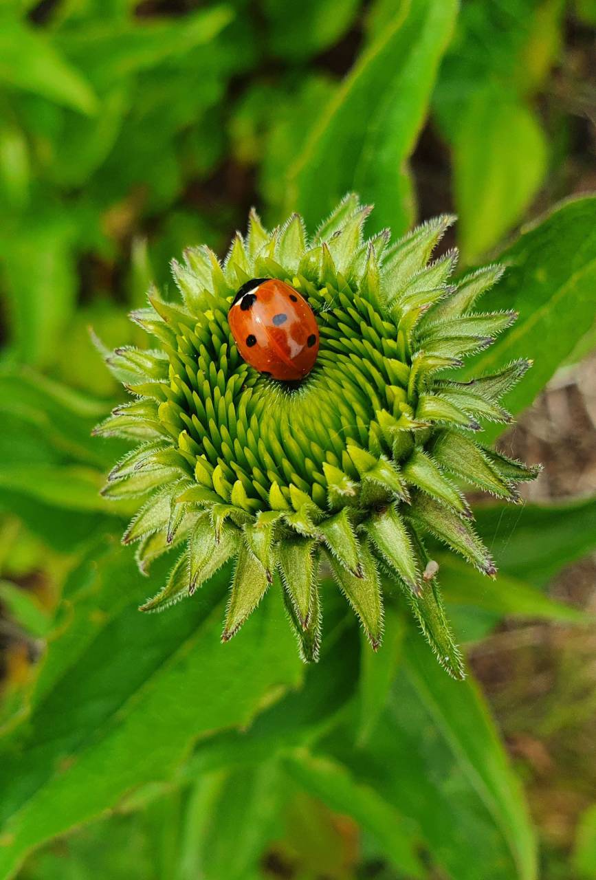 ladybug,nature,green color,close-up,plant,summer,outdoors,leaf,macro,insect,springtime,flower,grass,beauty in nature,meadow,ladybug,freshness,animal,botany,environment,growth, 